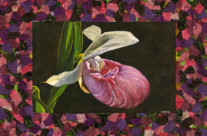 Pink Lady’s Slipper Orchid